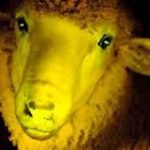 OGM : création d’un mouton phosphorescent