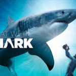 Critique cinéma : « Le grand requin blanc 3D »