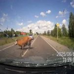 Buzz du Web #59 : Un automobiliste percute une vache et un taureau en train de copuler!