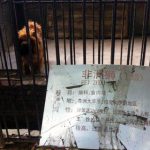 Insolite : un zoo fait passer un chien pour un lion avant de fermer ses portes