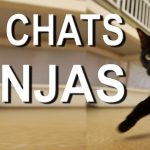 Buzz du Web #88 : Les chats ninjas