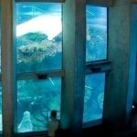 GAGNEZ BOSTON À DEUX! Article du jour : New England Aquarium