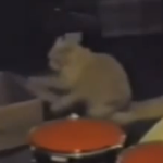 Le chat musicien : Il joue de la batterie!