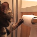 Un chat déroule le papier hygiénique puis l’enroule de nouveau!