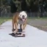Le chien le plus «cool» au monde: il fait du surf, du skateboard et du snowboard!