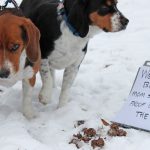 20 chiens avec la face de la honte devant leur crime