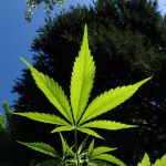 Bourse: 3 titres pour s’exposer à la manne du cannabis