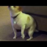 Buzz du Web #47 : un chien se fait aller le derrière sur « Shake That » d’Eminem