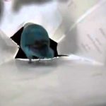 Buzz du Web #55 : Un oiseau danse la claquette comme dans « Happy Feet »