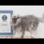 Voici le chat avec la plus longue fourrure au monde : Colonel Meow