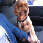 Buzz du Web #85 : Un chien doit prendre la main de son maître en auto