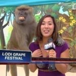 Buzz du Web #82 : Un babouin tripote une journaliste en direct