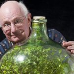Une plante enfermée depuis 53 dans un bocal en verre a créé son propre écosystème!