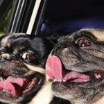 Impressionnant : Elle photographie des chiens qui sortent la tête en auto
