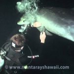 Touchant : Un plongeur aide un dauphin sauvage pris dans une ligne de pêche