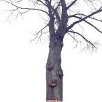 Insolite : Un arbre en vol stationnaire