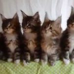 Adorable! 7 chatons parfaitement synchronisés