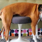 Trop drôle: Ces chiens et chats qui se demandent comment utiliser nos meubles! -2