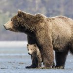 « Grizzlis » : Un documentaire pour tous les amoureux des animaux