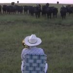 Un fermier attire un troupeau de vaches en jouant du trombone!