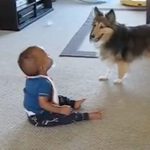 Humour: Ce chien joue avec le bébé qui n’en peut plus de rire!