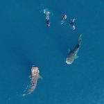 Spectaculaire vue des airs sur des plongeurs en apnée entourés de requins-baleines