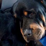 Terriblement touchant : Un chien pleure à côté de son frère mort