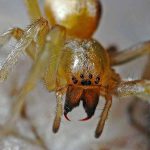 Les araignées pourraient manger tous les humains sur terre en 1 an!