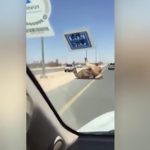 Vidéo : deux chameaux se donnent du plaisir se*uel en plein milieu de la route