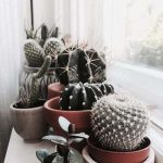 4 bonnes raisons d’avoir des plantes chez soi